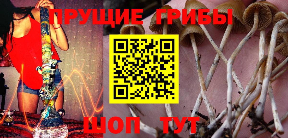 купить наркотик  Вход с VPN  Урус-Мартан  Псилоцибиновые грибы GOLDEN TEACHER 